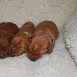 Labrador Retriever Puppies from Terracotta Treasures Labradors