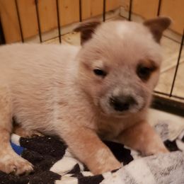 Australian Cattle Dog Puppies from Blue Coyote Ranch