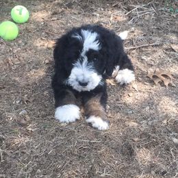 Sheepadoodle and Bernedoodle Puppies from Free State Pedigrees