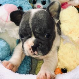 French Bulldog Puppies from Monarchy's Finest French Bulldogs