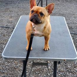 French Bulldog and Pembroke Welsh Corgi Puppies from Laurel Canyon Kennels