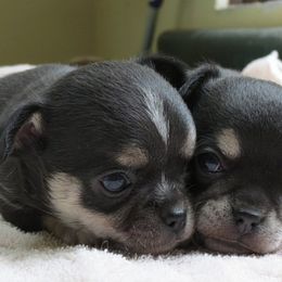 Chihuahua Puppies from True Shot Chihuahuas