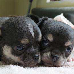 Chihuahua Puppies from True Shot Chihuahuas