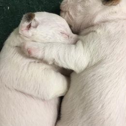 Jack Russell Terrier Puppies from Rock Chalk Terriers