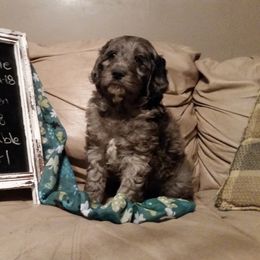 Shichon and Aussiedoodle Puppies from PTK Ranch
