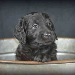 Labradoodle and Labrador Retriever Puppies from VON BUSSLER LABRADOR RETRIEVERS