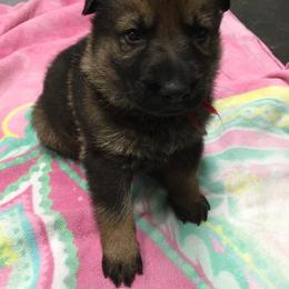 German Shepherd Puppies from Freeze Farms