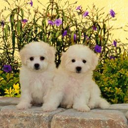  Puppies from The Blessed Bichons