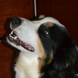 Maisy - Border Collie