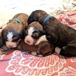 Bernedoodle Puppies from Bernedoodles of the Ozarks