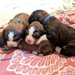 Bernedoodle Puppies from Bernedoodles of the Ozarks