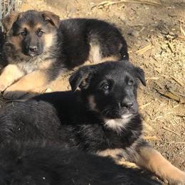 German Shepherd Puppies from Lost Creek German Shepherds LLC