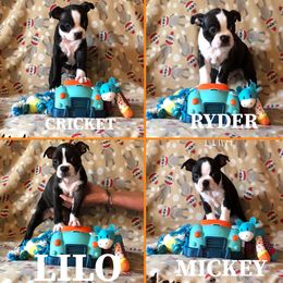 Boston Terrier Puppies from Angie's Little Bostons
