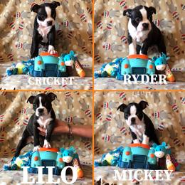 Boston Terrier Puppies from Angie's Little Bostons