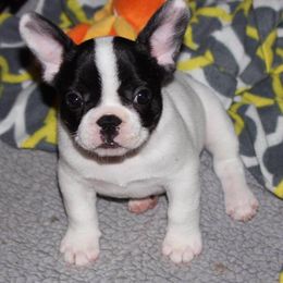 French Bulldog Puppies from Encore French Bulldogs
