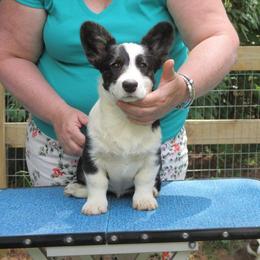 Cardigan Welsh Corgi Puppies from Woodrose Farm