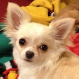 Bristol - Chihuahua
