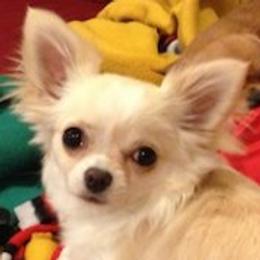 Bristol - Chihuahua