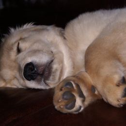 Golden Honey Kennel breeder of Golden Retriever, Goldendoodle