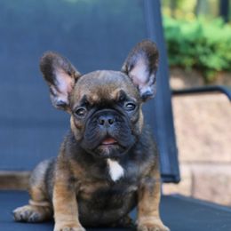 French Bulldog Puppies from Frenchie Empire