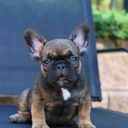 French Bulldog Puppies from Frenchie Empire