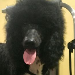 Dubois That's Mr. Chaps To You - Poodle