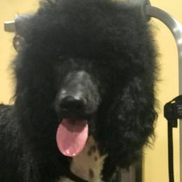 Dubois That's Mr. Chaps To You - Poodle
