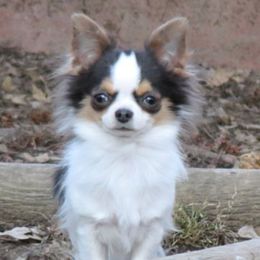 Wyatt - Chihuahua
