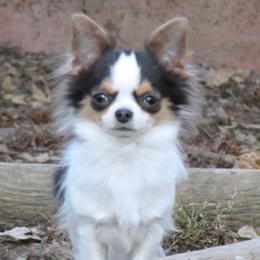 Wyatt - Chihuahua