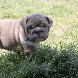 English Bulldog Puppies from Buffalo Bulldogs