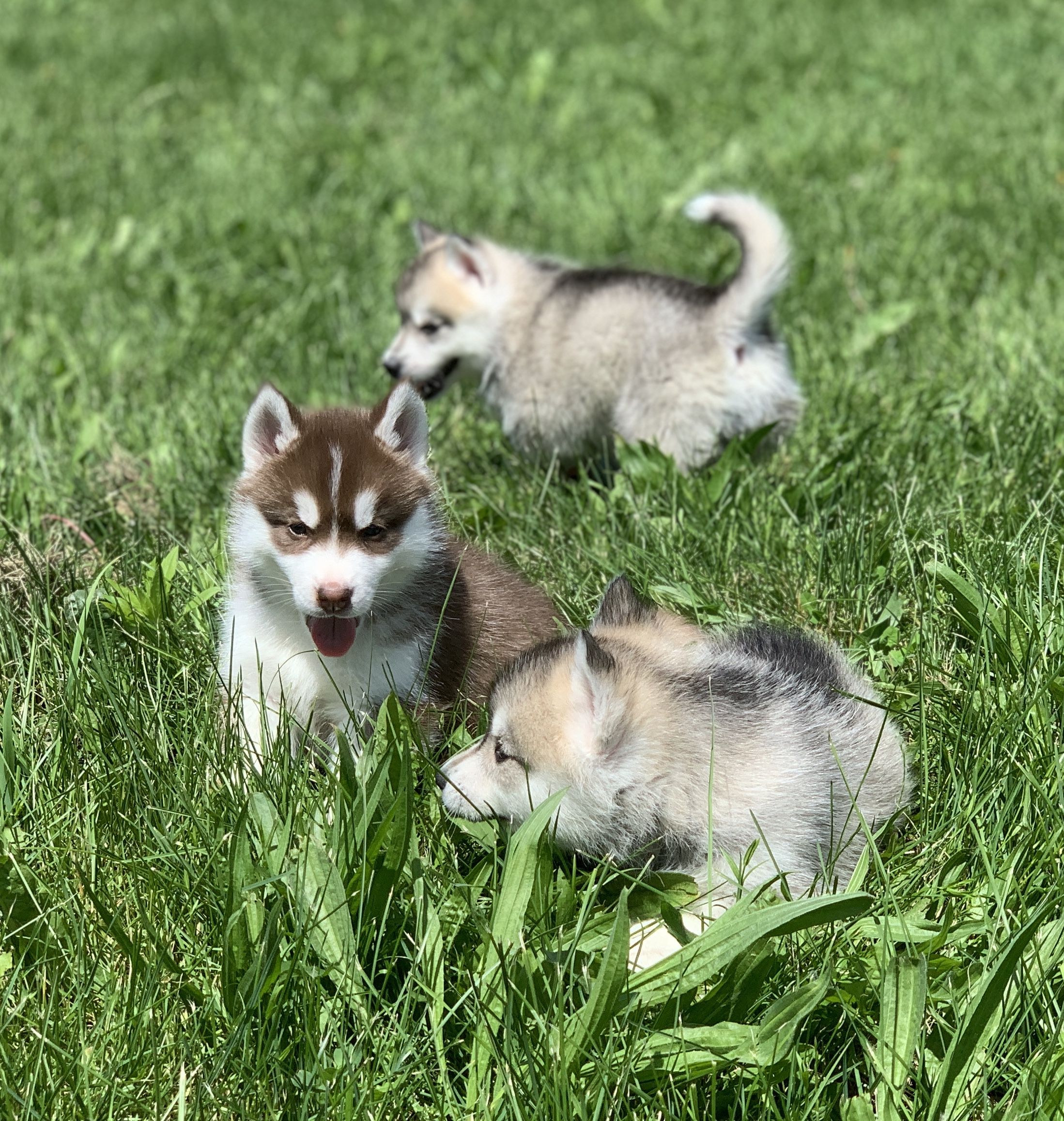 Sunset Hills Siberian Huskies In Michigan 