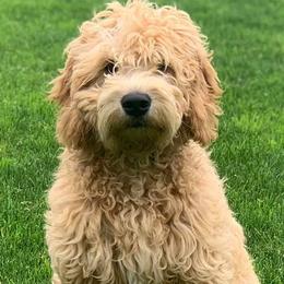Goldendoodle Puppies from Sunkissed Doodles