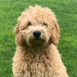 Goldendoodle Puppies from Sunkissed Doodles