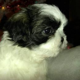 Shih Tzu Puppies from Margorie Howe