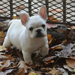 Cardigan Welsh Corgi and French Bulldog Puppies from Rippling Water Frenchies
