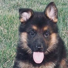 German Shepherd Puppies from Darkwing GSD