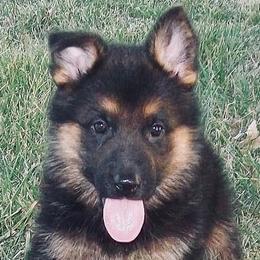 German Shepherd Puppies from Darkwing GSD