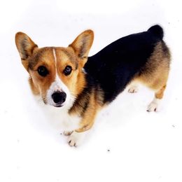 Charlie - Pembroke Welsh Corgi