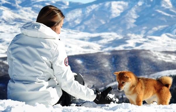 Prairie shiba store