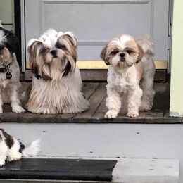 Palaquin breeder of Shih Tzu
