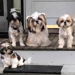 Palaquin breeder of Shih Tzu