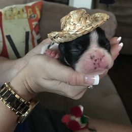 French Bulldog Puppies from Bouledogue Royal