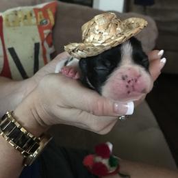 French Bulldog Puppies from Bouledogue Royal