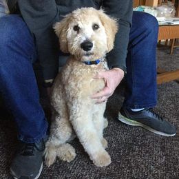 Goldendoodle and Labradoodle All Grown Up from Highland Sunrise Academy Stable and Kennel