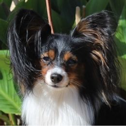 Brodie - Papillon
