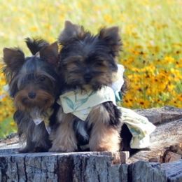 Yorkshire Terrier Puppies from Gator Garden Yorkies
