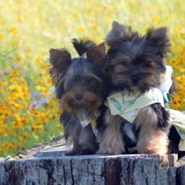 Yorkshire Terrier Puppies from Gator Garden Yorkies