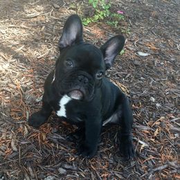 French Bulldog Puppies from Epic French Bulldogs