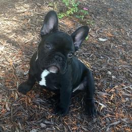 French Bulldog Puppies from Epic French Bulldogs