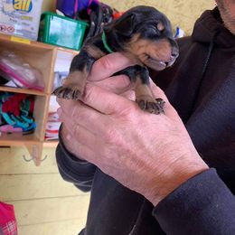 Doberman Pinscher Puppies from Akc Dobermans puppies by Serena